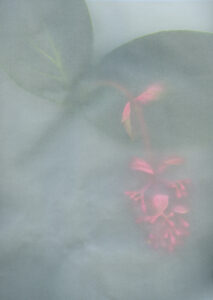 Flower II